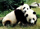 panditas.jpg image by virip2000
